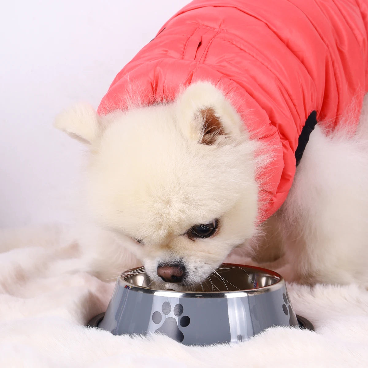 Paw Print Stainless Steel Pet Bowl - 1PC